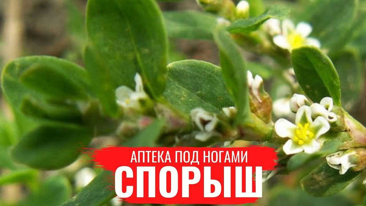 Спорыш (птичий горец): полезные и лечебные свойства, противопоказания, способы применения