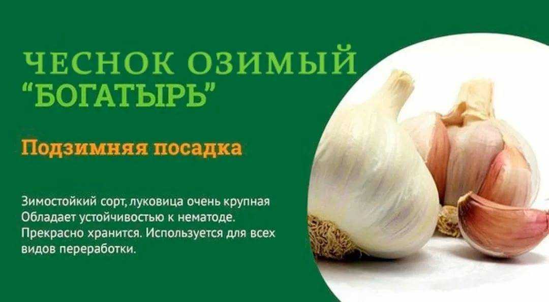 Чеснок - лучшие сорта ярового, озимого чеснока, крупноплодные, холодостойкие