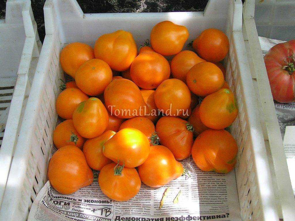 Томат лампочка характеристика и описание сорта