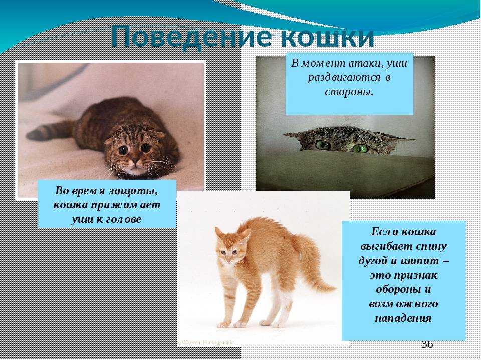 Как понять, что кошка вас любит - коточек