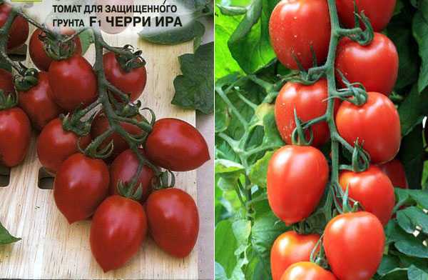 Томат ирина: характеристика и описание сорта, фото, отзывы, урожайность