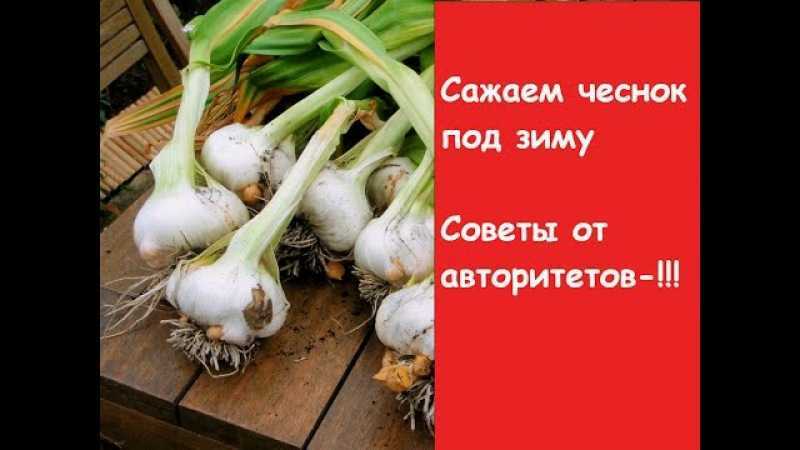 Посадка лука севка под зиму, сроки посадки, лучшие сорта