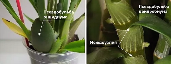 Как размножить орхидею фаленопсис в домашних условиях: лучшие способы 