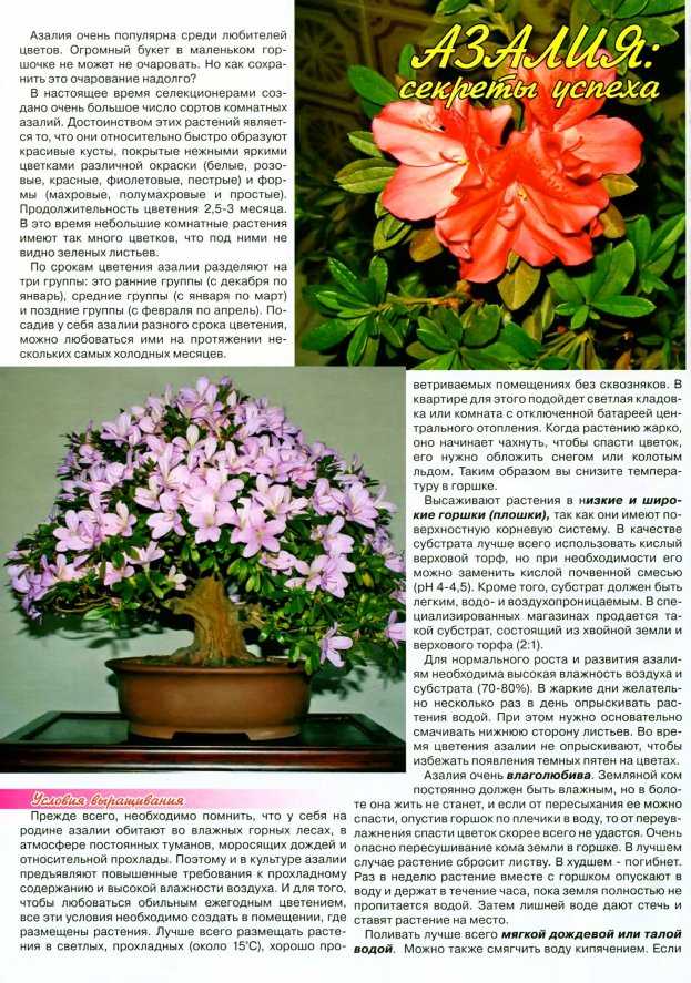 Чем отличается рододендрон от азалии?