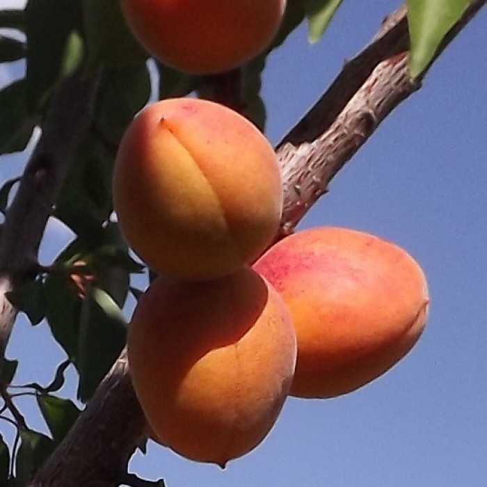 Выращивание абрикосов в средней полосе