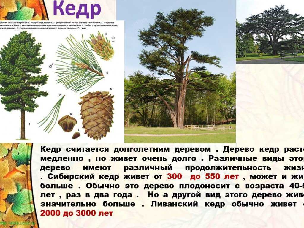​50 интересных фактов о кедрах — общенет