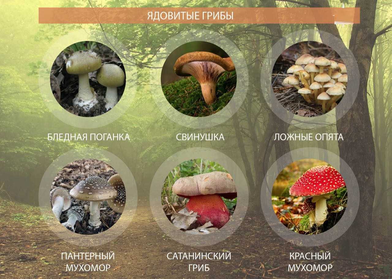 Самые полезные грибы: описание, основные свойства готового продукта