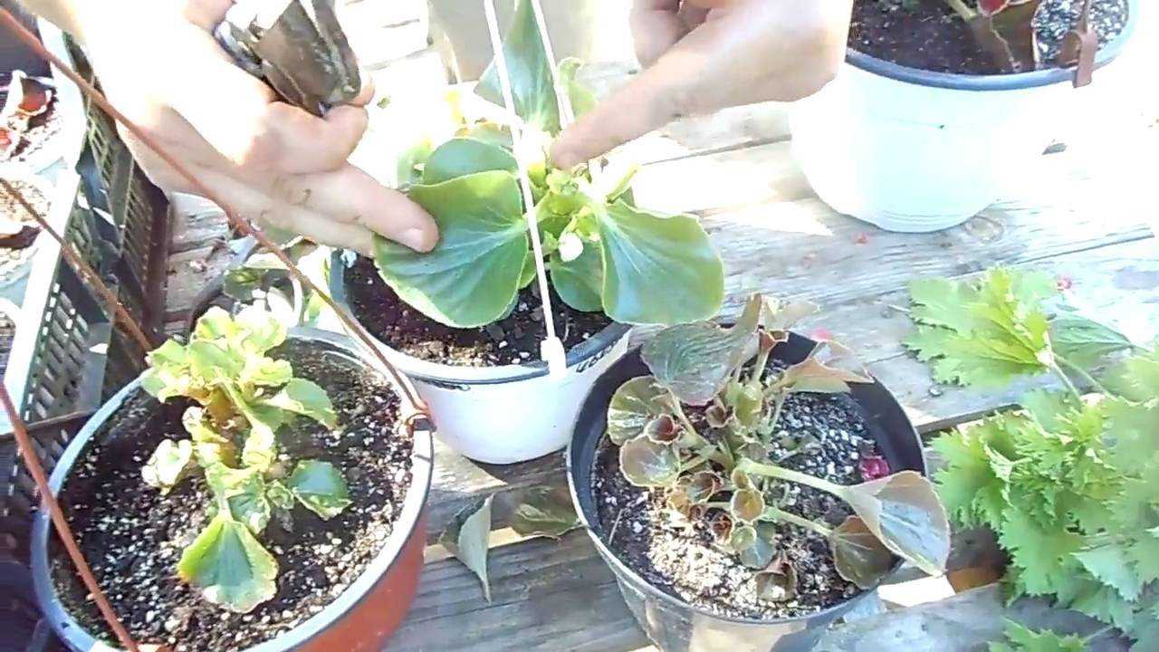 Ухаживание за бегонией (begonia)