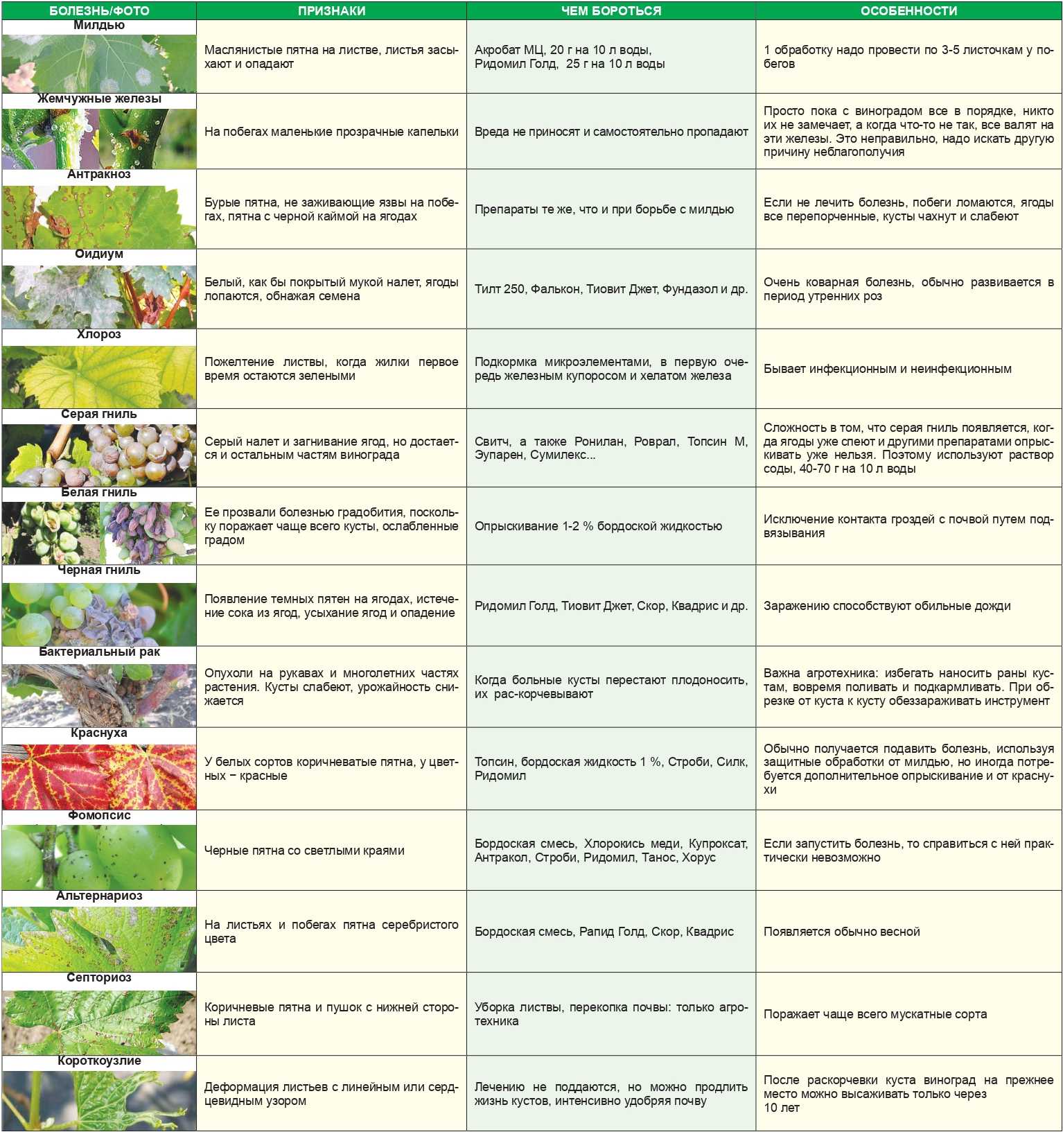 Виды болезней винограда и эффективная борьба с ними – сайт о винограде и вине