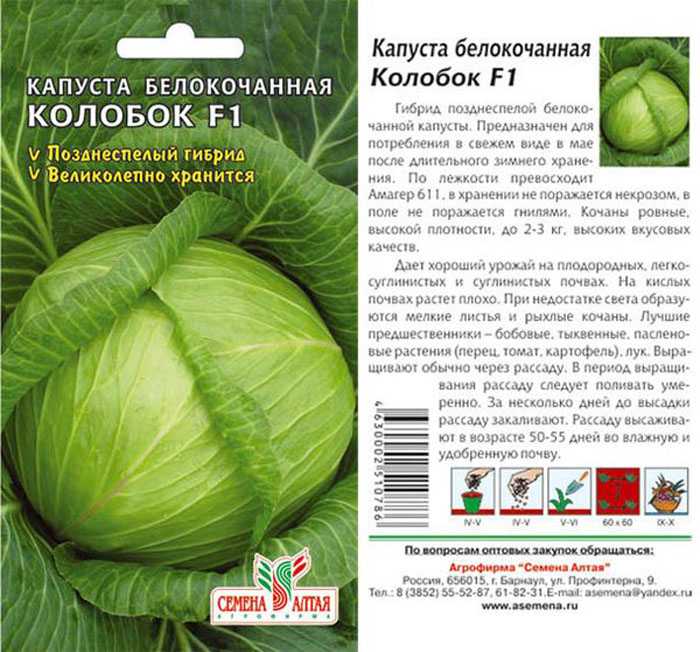 Описание сорта капусты вьюга