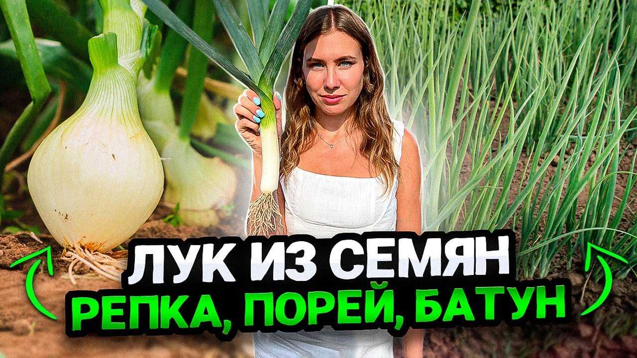 Как вырастить лук батун из семян в открытом грунте посадка и уход лук батун сорта