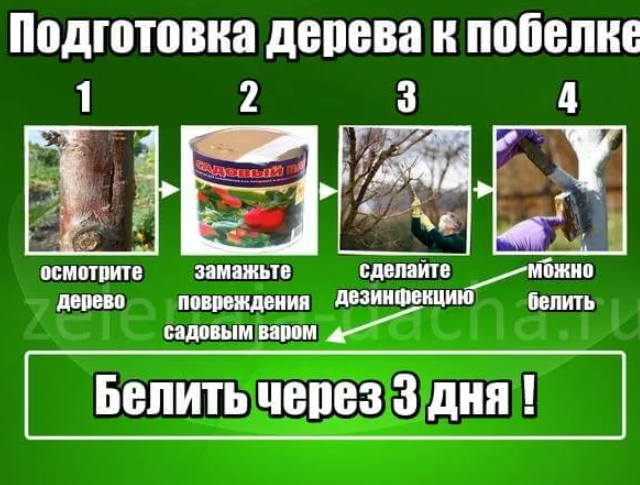Побелка деревьев весной: как и чем белить, рецепты для побелки