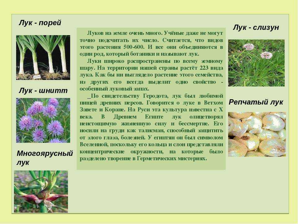 Многолетний столовый лук «шнитт» и его разновидности