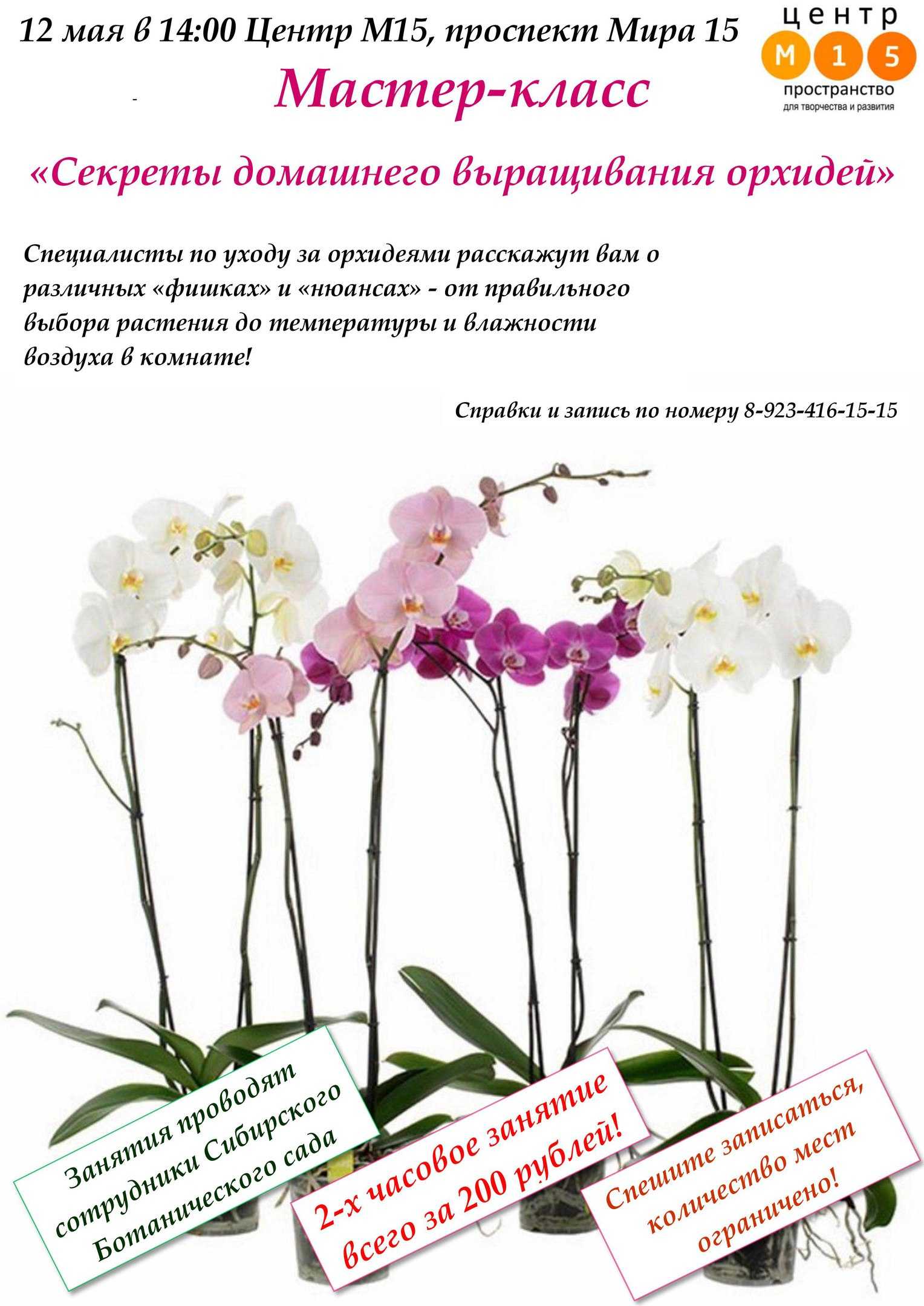 Пересадка орхидеи в домашних условиях: правила и пошаговая инструкция