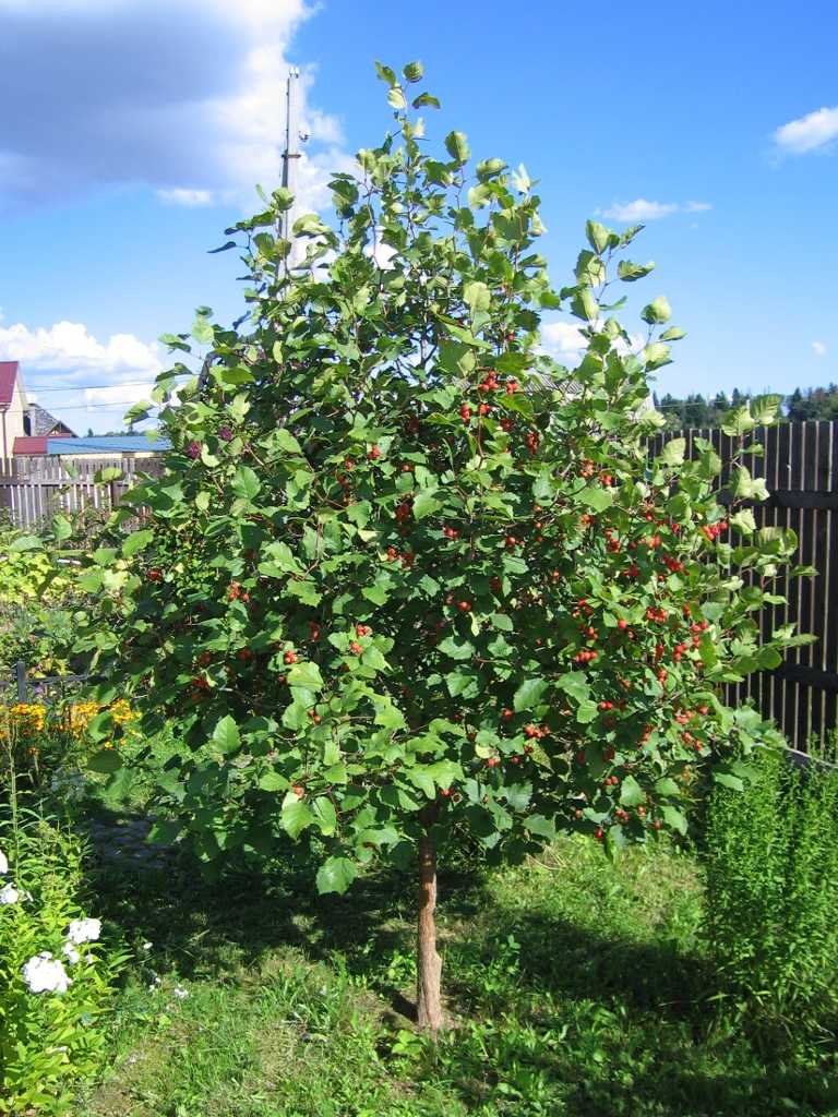 Особенности размножения и выращивания боярышника | огородник