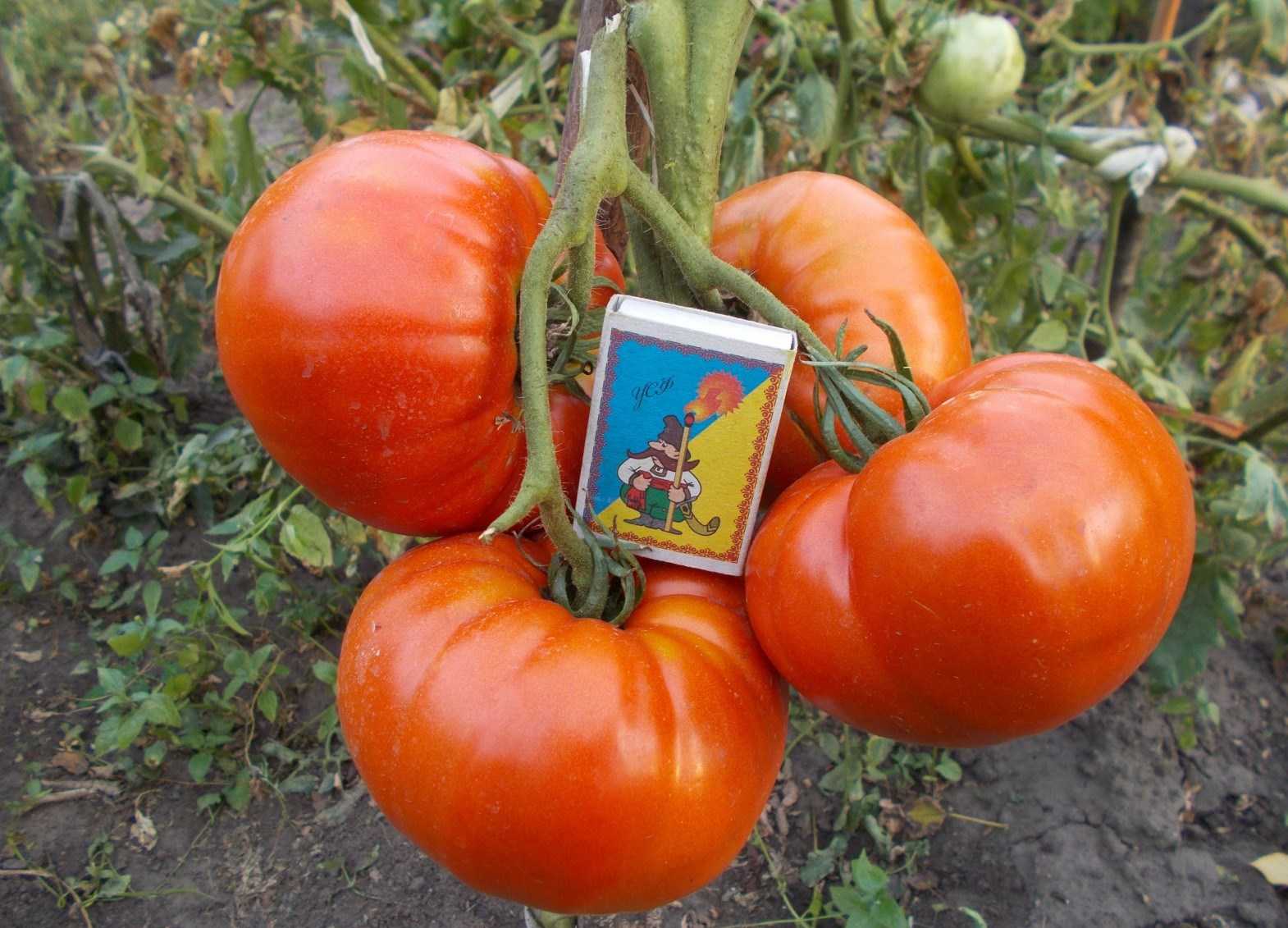 Томат гигант новикова: описание сорта, фото, отзывы, урожайность, характеристика