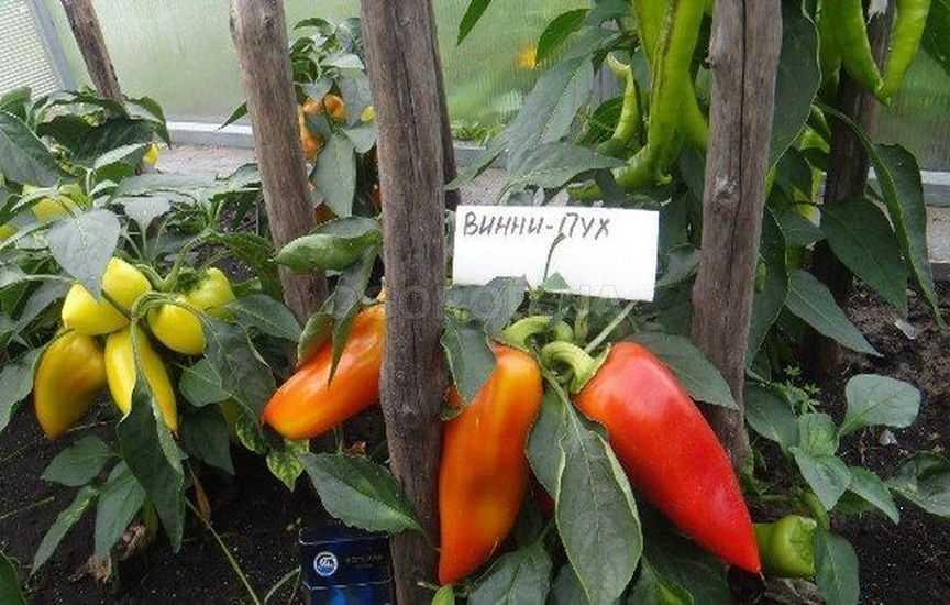 Перец винни пух: описание сорта, фото, отзывы