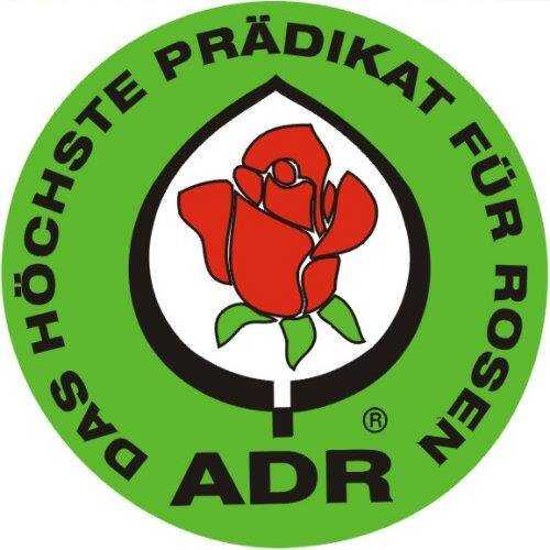 Знак adr — гарантия качества розы