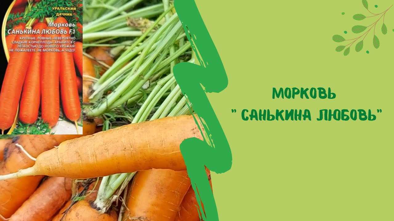 Самые сладкие сорта моркови для детского питания