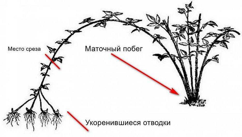 Ежемалина — удачный гибрид малины и ежевики