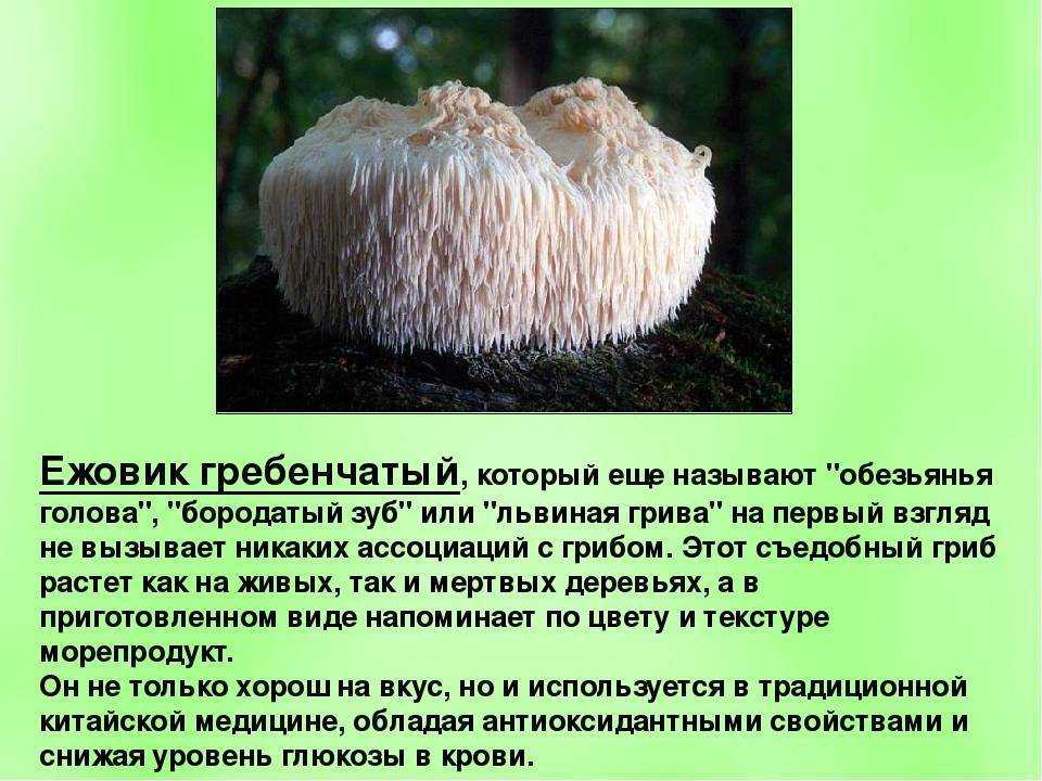 Гриб ежовик: +30 фото и описание, съедобный или нет?