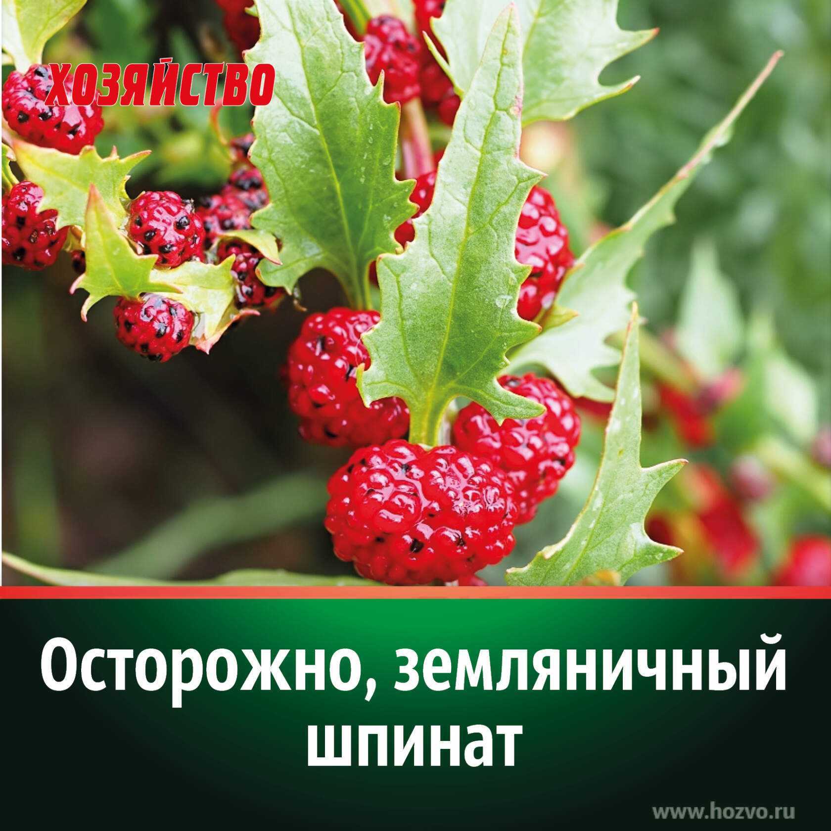 Выращивание земляничного шпината. способы посадки - высев семян, высадка рассады. уход. сбор урожая. вкусовые свойства, качества. малинный, жминда, многоликая марья