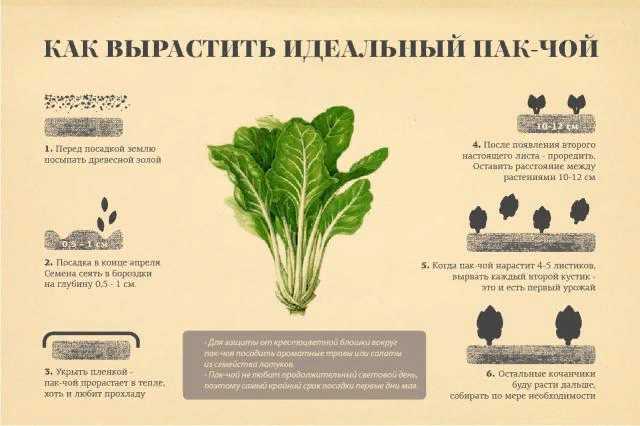 Пак чой это уникальный овощ с большим количеством полезных для здоровья веществ при этом его легко выращивать Это одна из древнейших китайских овощных культур