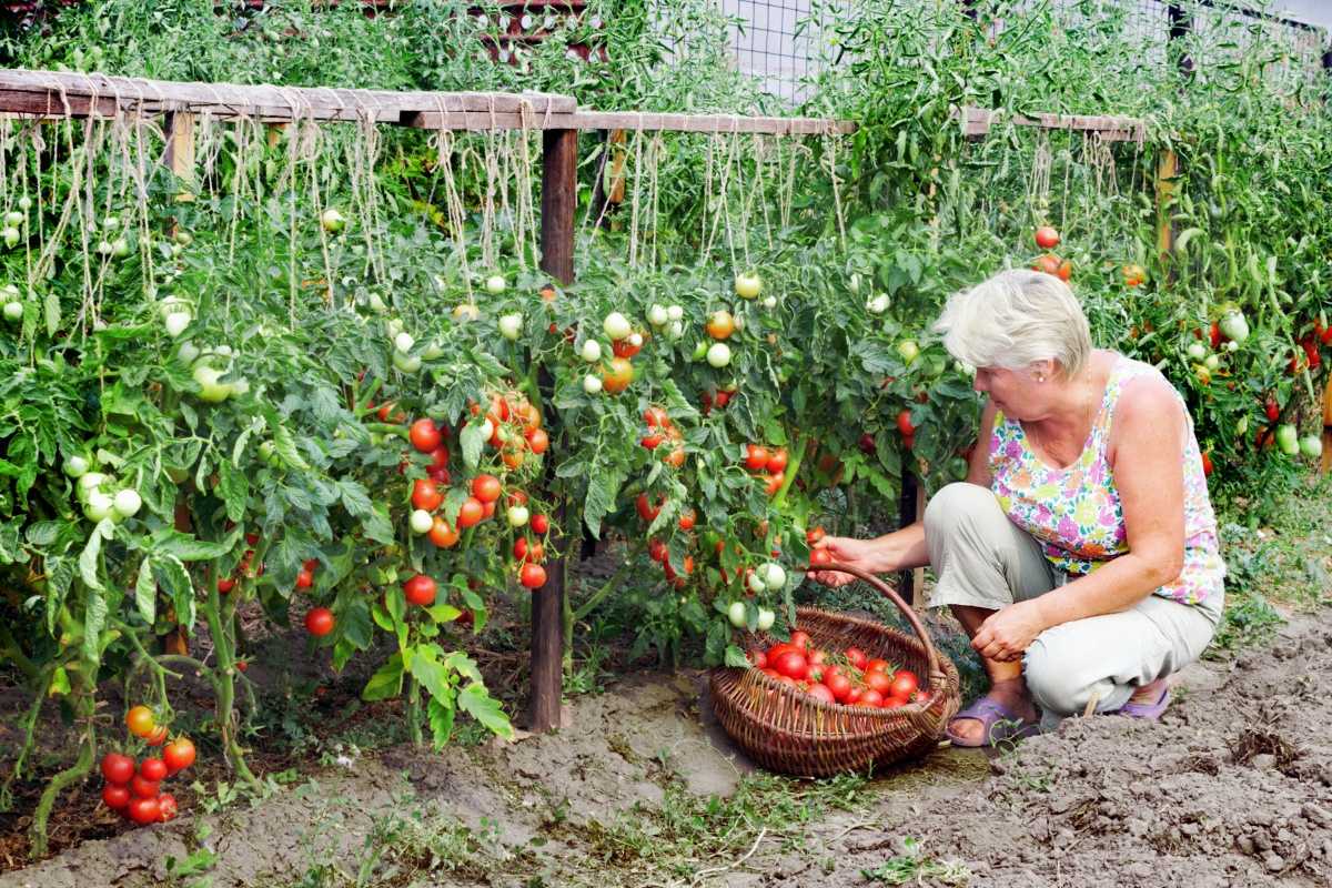 Описание уникального томата сорта цифомандра, выращивание рассады и профилактика от болезней