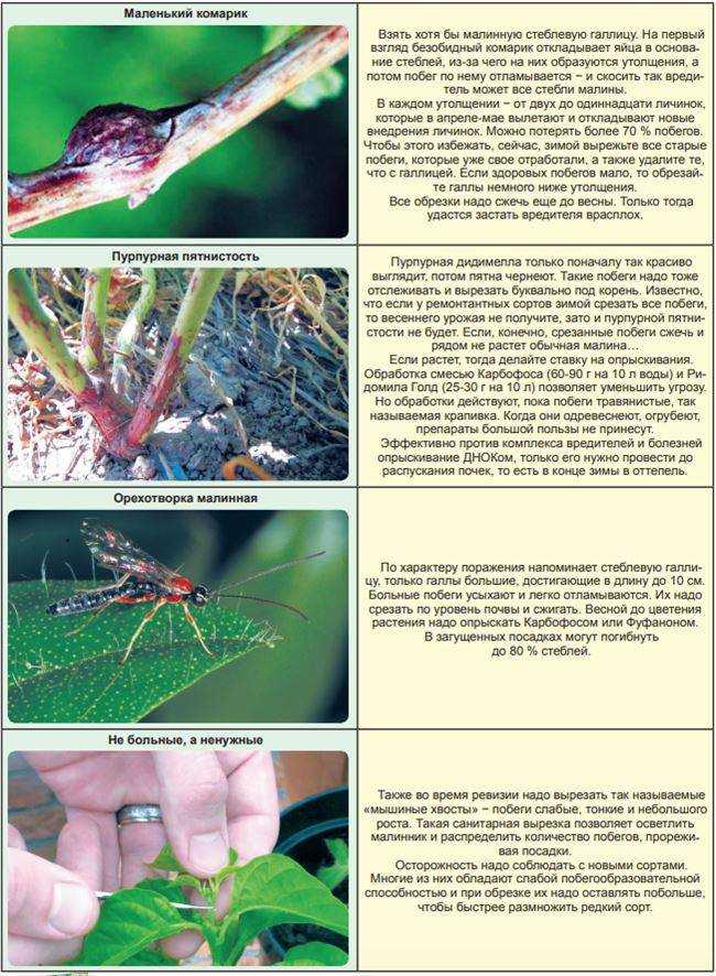 Вредители и болезни малины: борьба с ними