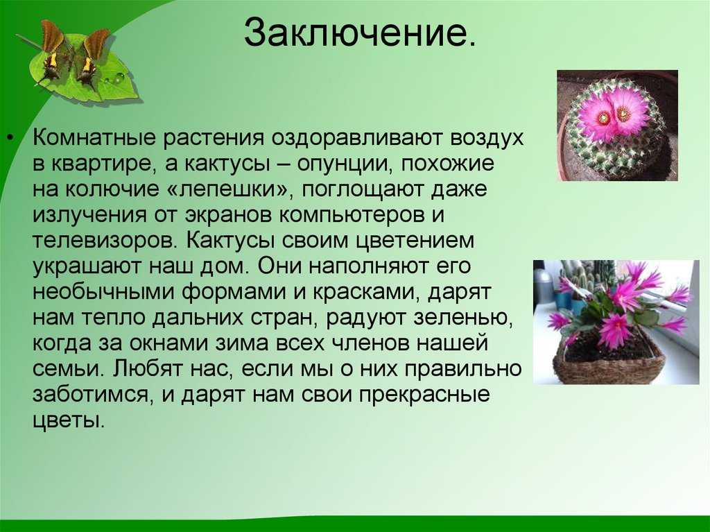 Кактус – информация о растении. | tobehome.ru