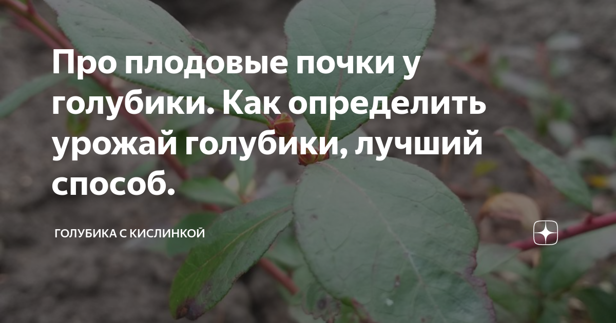 Почему не цветут фиалки: причины, способы решения проблемы и рекомендации специалистов