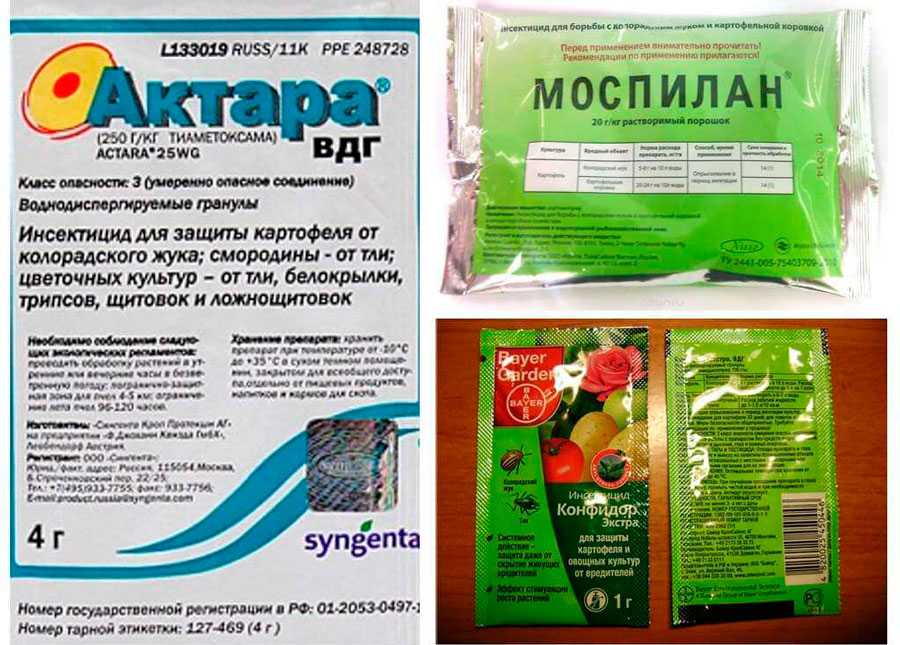 Как избавиться от белокрылки на комнатных растениях: подробное руководство | клуб цветоводов