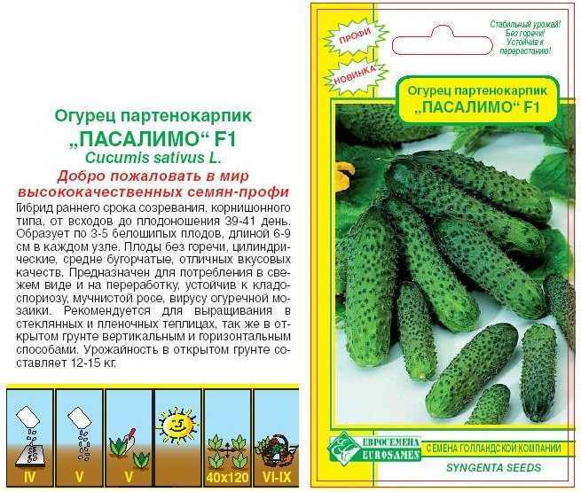 Лучшие поздние сорта огурцов для теплицы и открытого грунта