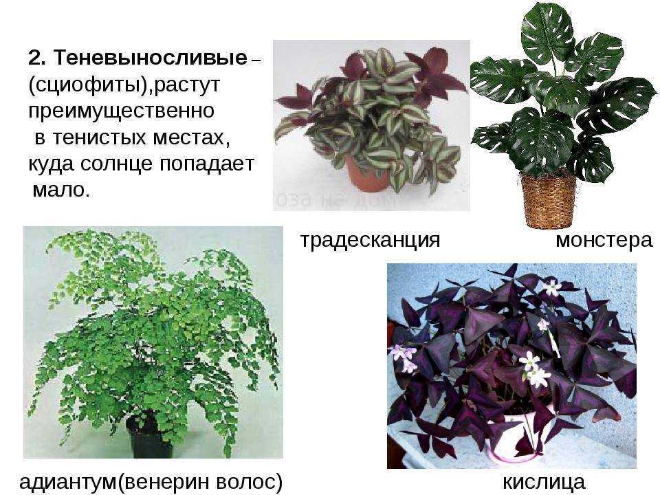 8 самых тенелюбивых комнатных растений