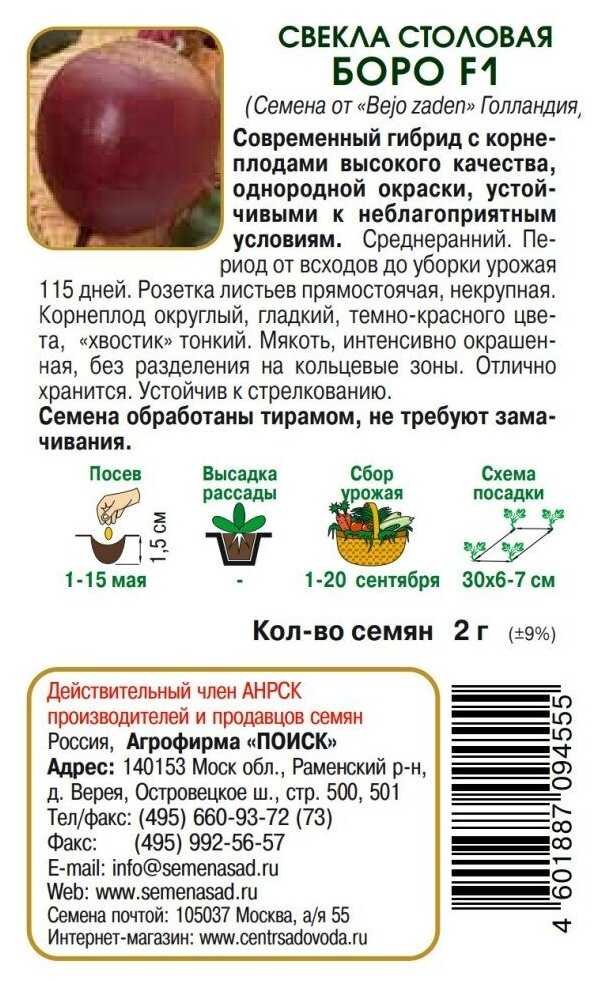 Лучшие и самые урожайные сорта свёклы в теплице и открытом грунте.