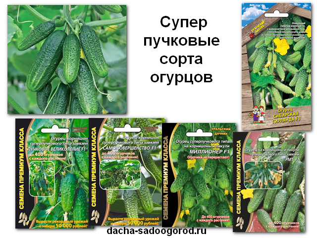 Поздние сорта огурцов для открытого грунта: топ 40 лучших с описанием и фото
