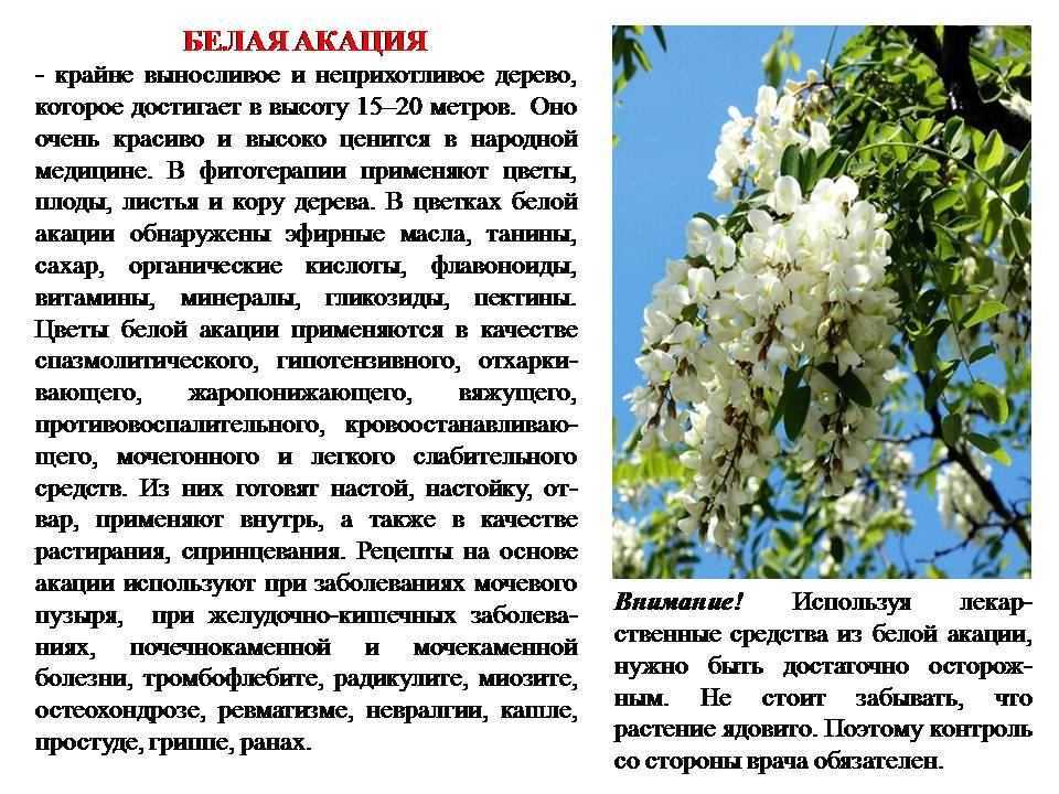 Воздух южных городов и сел в пору цветения белой акации напоен ее ароматом знаменующим приход щедрой летней поры Это дерево воспето в старинных романсах во многих песнях не обошли его вниманием и в современных художественных произведениях