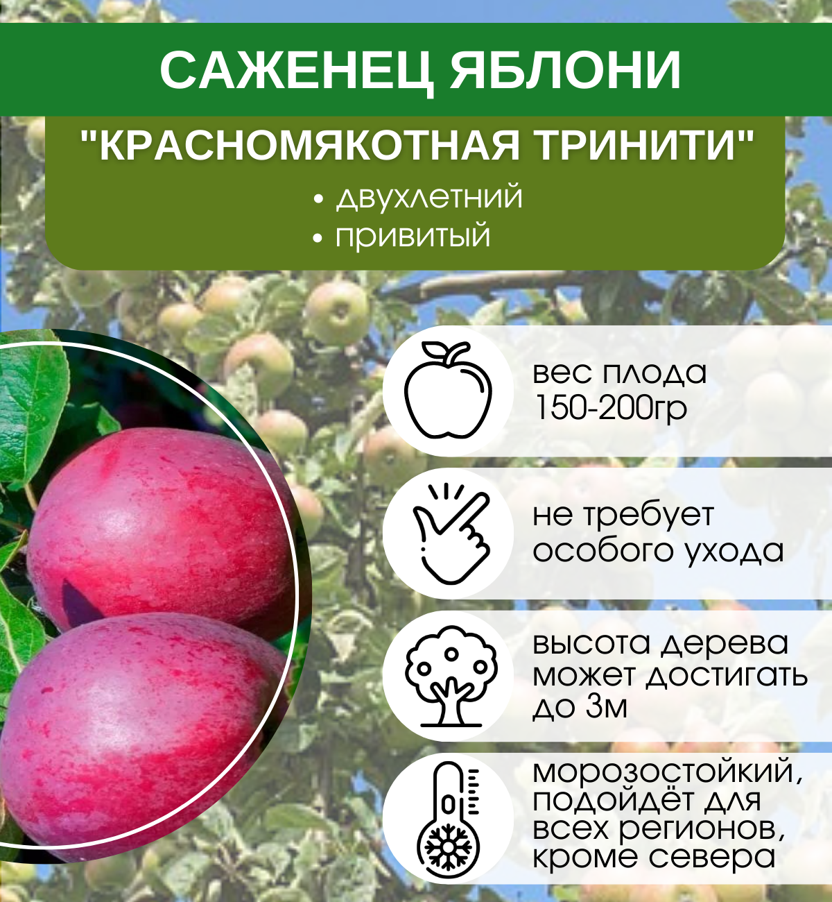Лучшие сорта яблонь для южных регионов описание сортов