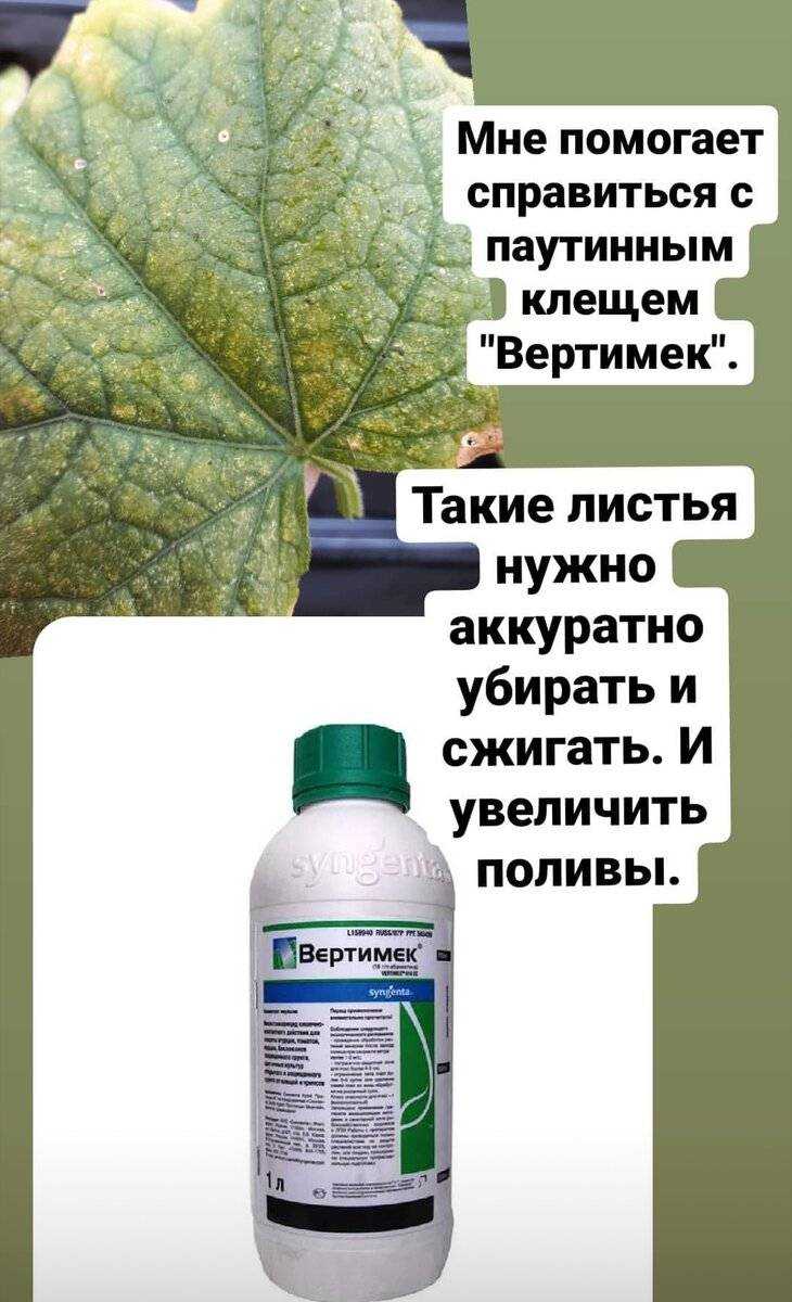 Как бороться с белокрылкой в теплице из поликарбоната: самые эффективные средства