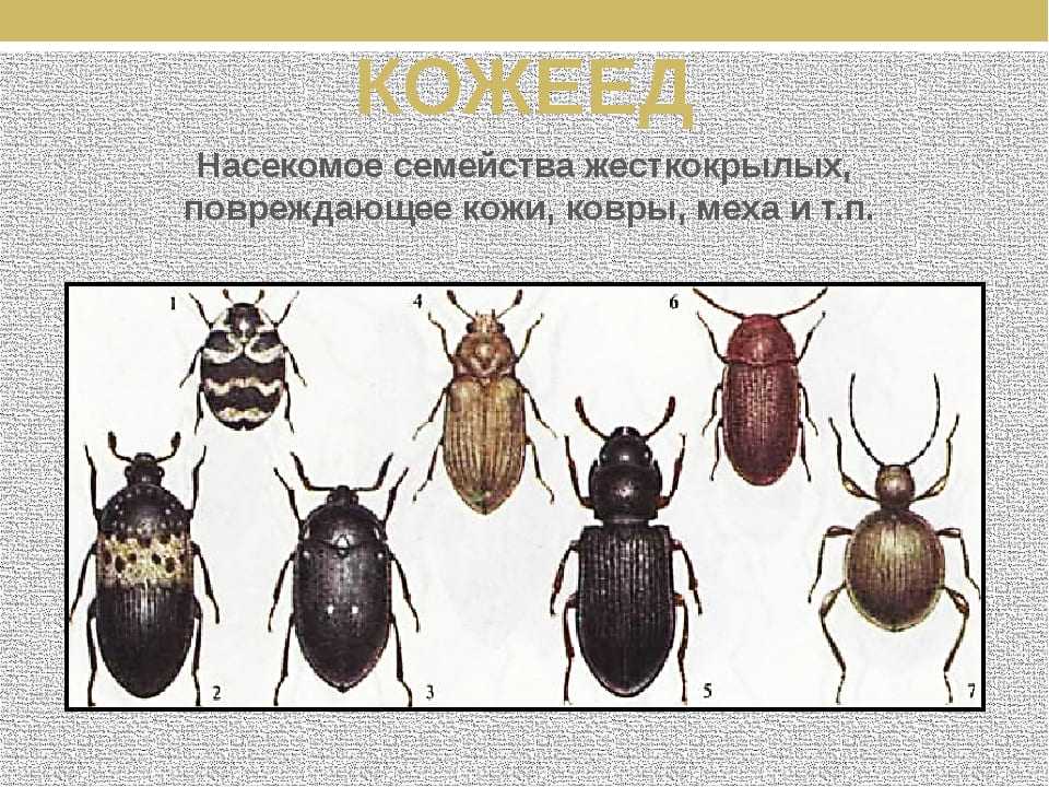 Кожееды в квартире: фото жуков и личинок, способы избавиться от вредителя