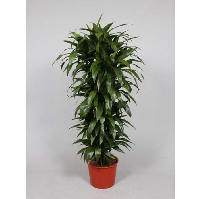 Dracaena ‘janet craig’: plant care and growing guide (including ‘janet craig’ compacta)