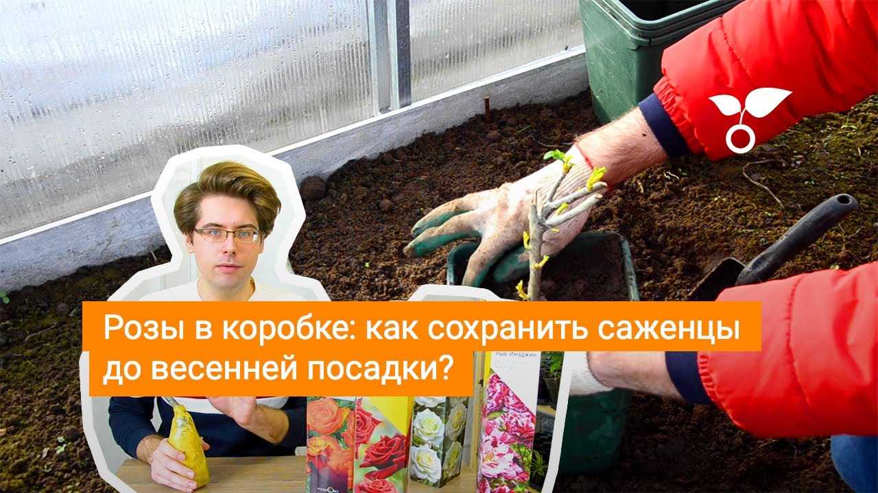 Розы в коробке