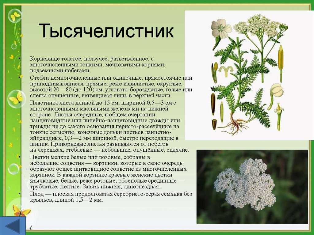 Тысячелистник: свойства, посадка и уход, виды и сорта