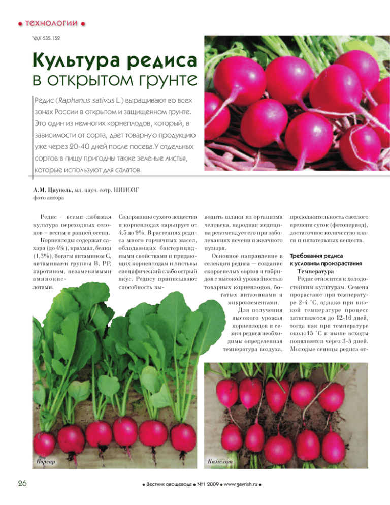 Как вырастить хороший урожай сочного редиса; агротехника и сорта редиса — floraprice.ru