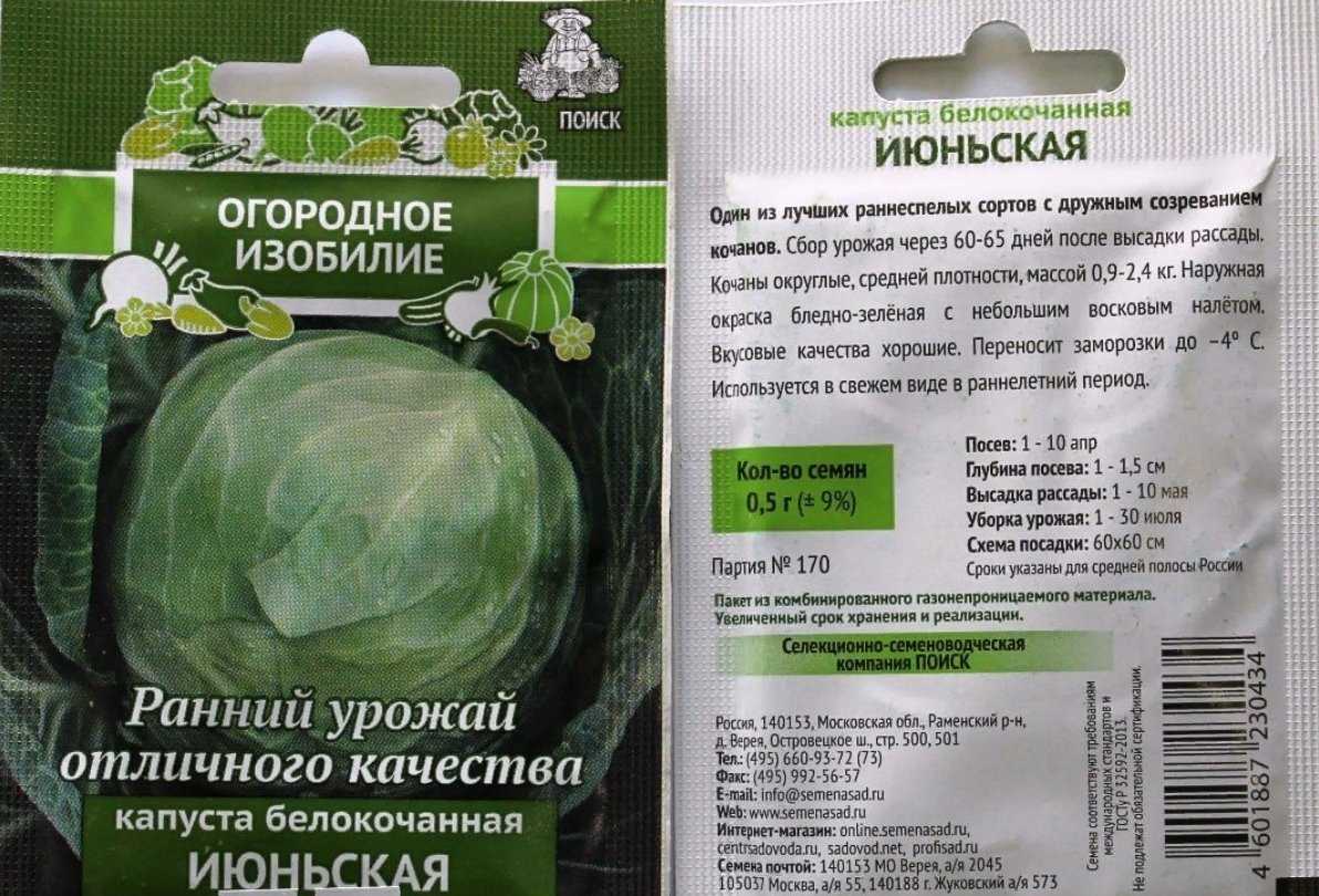 Лучшие сорта капусты на 2024 год: самые урожайные, вкусные, для разных регионов