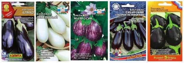 Баклажан черный красавец - описание сорта, фото, отзывы