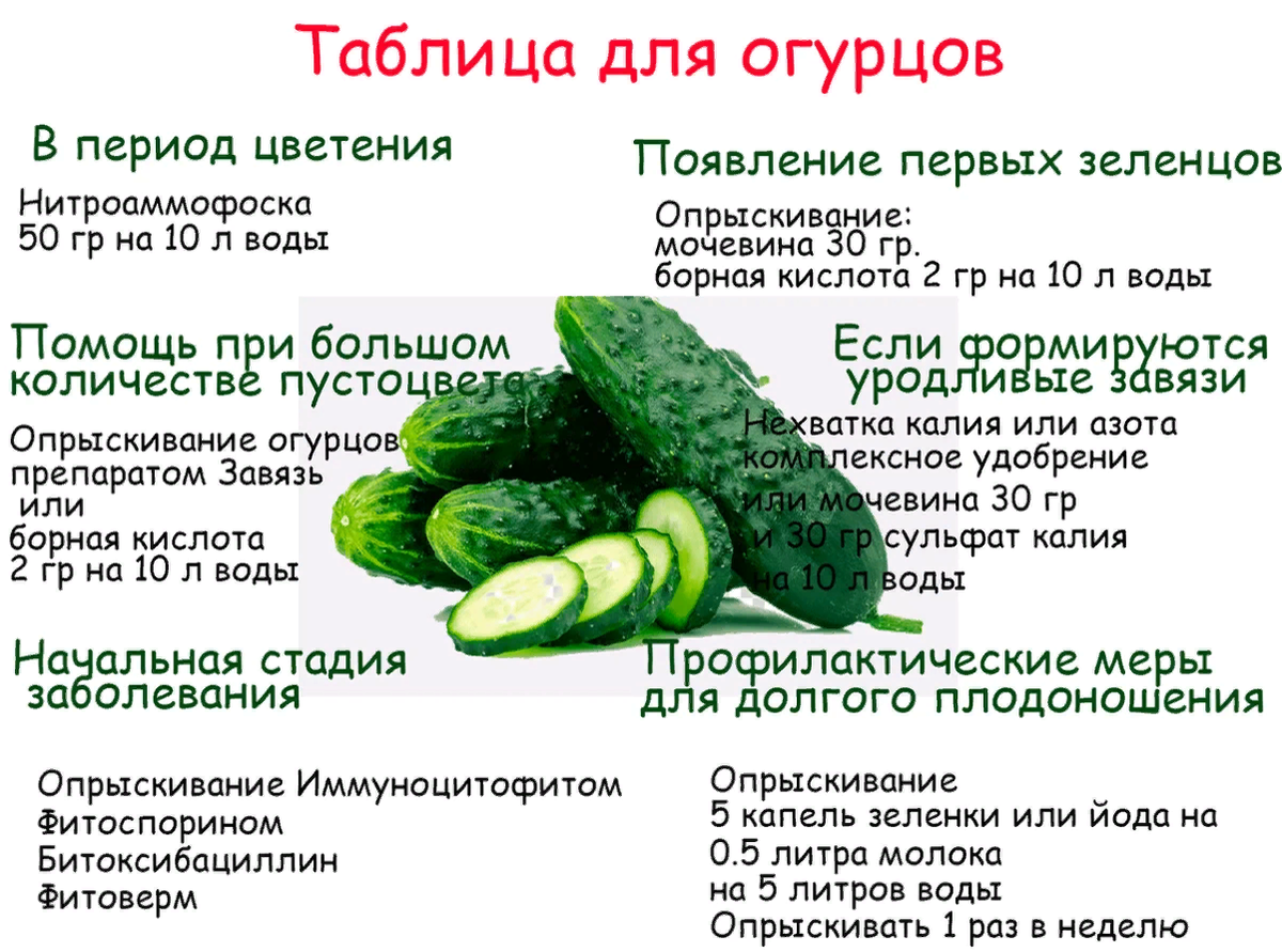 Что класть в лунку при посадке кабачков, какие удобрения и подкормки