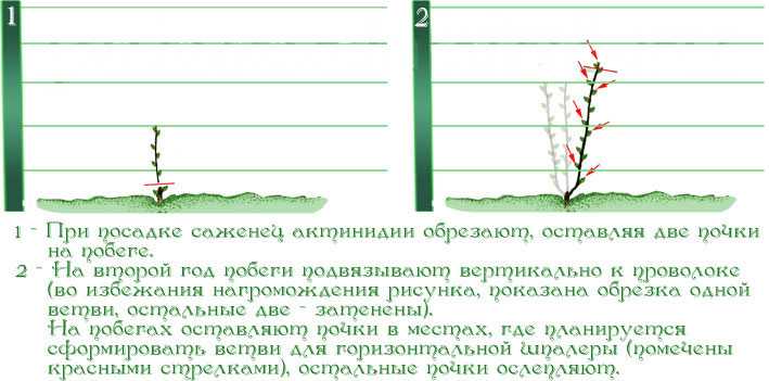 Актинидия- как посадить и вырастить киви в домашних условиях
