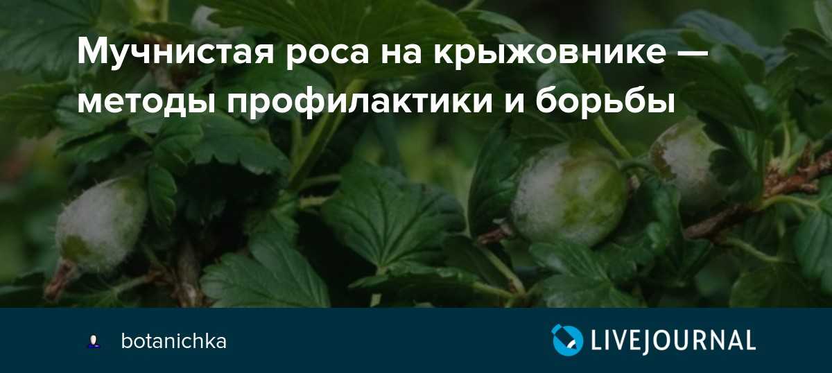 Как бороться с мучнистой росой на комнатных растениях