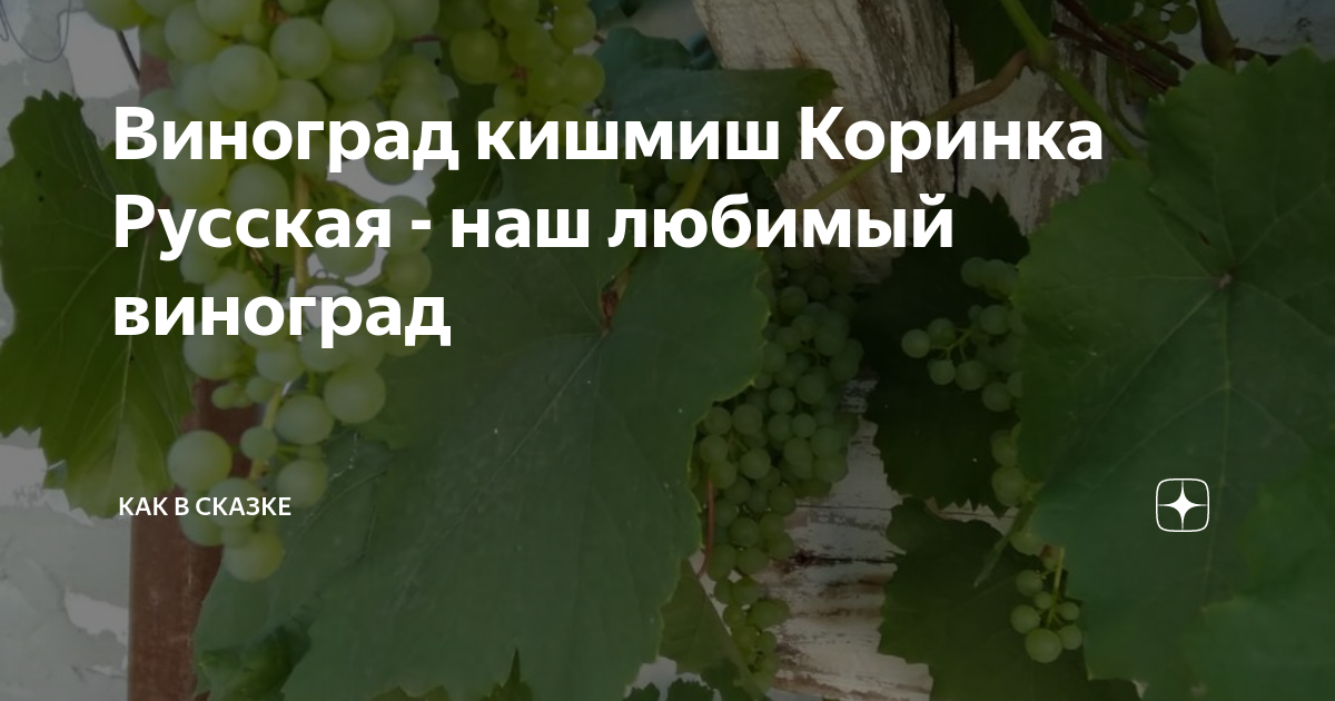 Виноград кодрянка – описание сорта, фото, отзывы
